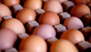 Read more about the article IVF-behandling : så mange æg skal du bruge til et barn