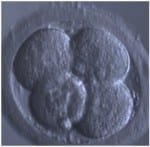 4-celle Dansk Fertilitetsklinik