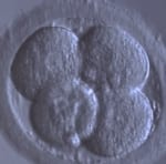 Dansk Fertilitetsklinik