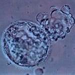 Dansk Fertilitetsklinik